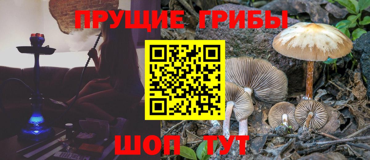 Псилоцибиновые грибы Psilocybine cubensis Бийск